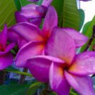 5 Pcs Plumeria Frangipani Seeds, White Purple Plumeria Perennial Flower Seeds