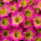 50 Pcs Pink Yellow Petunia Seeds, Petunia Perennial Flower Seeds