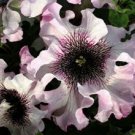 50 Pcs Ruffle White Pink Petunia Seeds, Petunia Perennial Flower Seeds