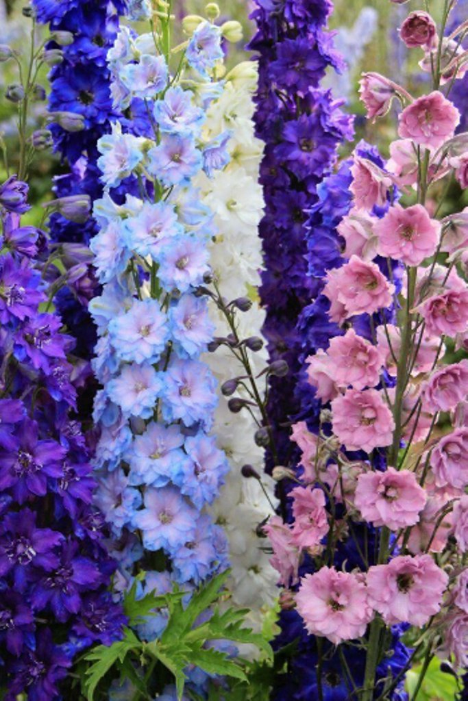 50 Pcs Delphinium Perennial Flower Seeds, Doubles Mix Color Delphinium ...