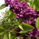 25 Pcs Lilac Perennial Flower Seeds, Dark Purple Lilac Seeds