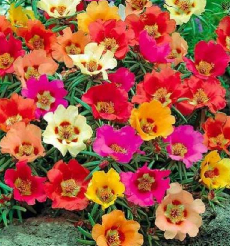 100 Pcs Bright Mix Color Moss Rose Seeds, Portulaca Grandiflora Perennial Flower Seeds