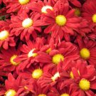 100 Pcs Chrysanthemum Coccineum Pyrethrum Seeds, Red Robinsons Daisy Seeds