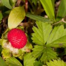 50 Pcs Potentilla Indica Seeds, Mock Strawberry Seeds, Potentilla Duchesnea Seeds