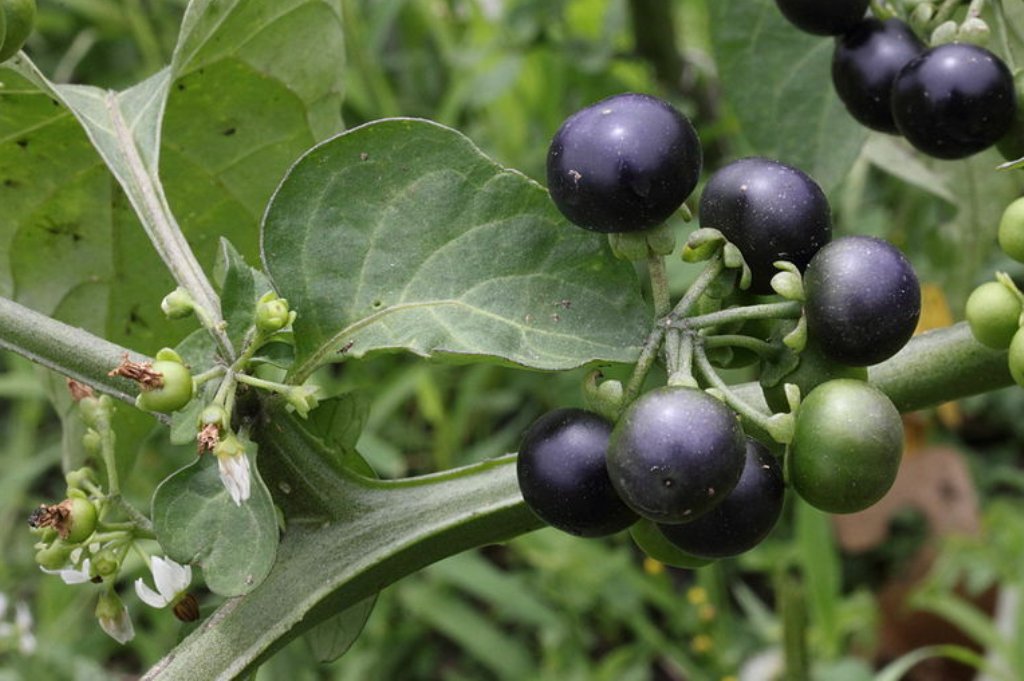 100 Pcs Solanum Burbankii Seeds, Sunberry Seeds, Wonderberry Seeds