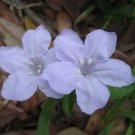100 Pcs Wild Ruellia Humilis Seeds, Blue Purple Petunia Seeds, Fringeleaf Petunia Seeds