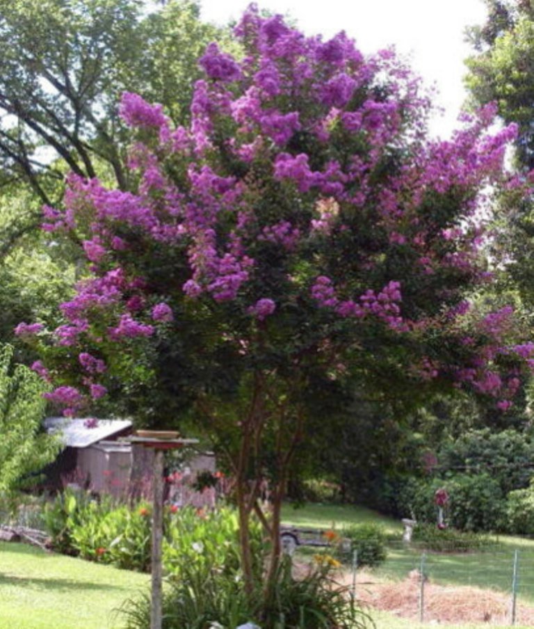 35 Pcs Lagerstroemia Indica Seeds, Purple Crepe Myrtle Seeds, Crape ...