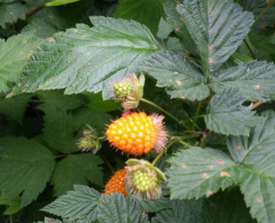 20 Pcs Rubus Spectabilis Seeds, Salmonberry Seeds, Russian Raspberry Seeds