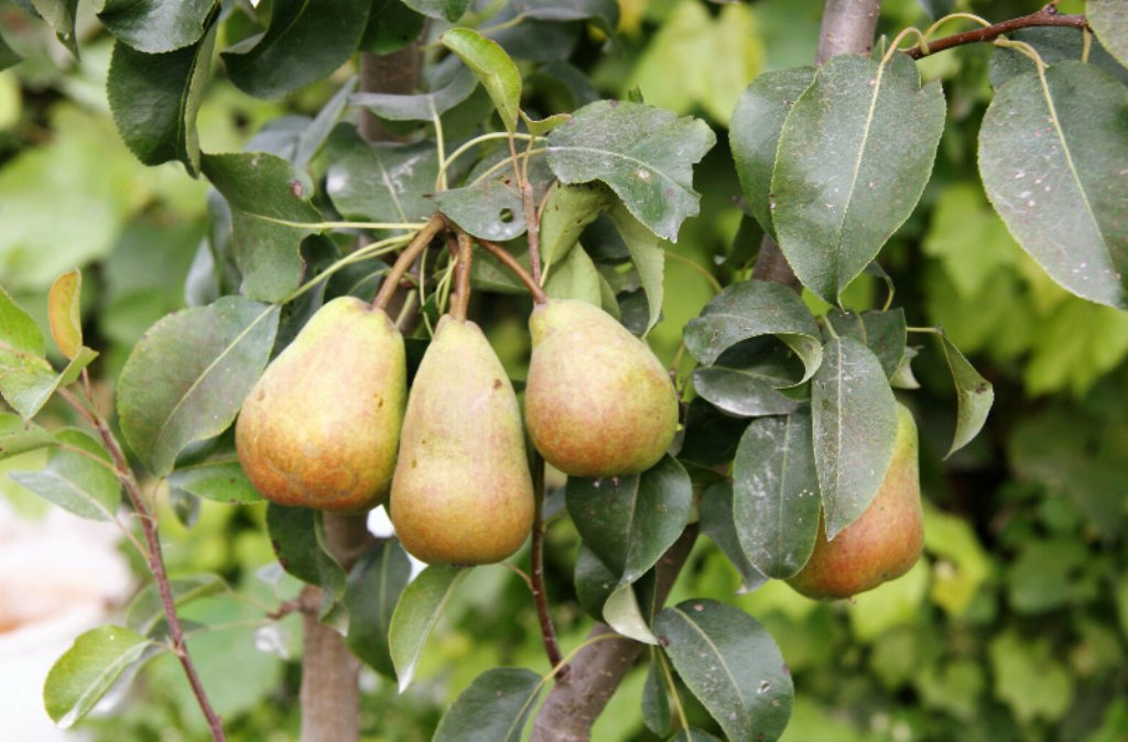 25 Pcs Pyrus Communis Seeds, European Pear Tree Seeds, Pear Fruit Seeds