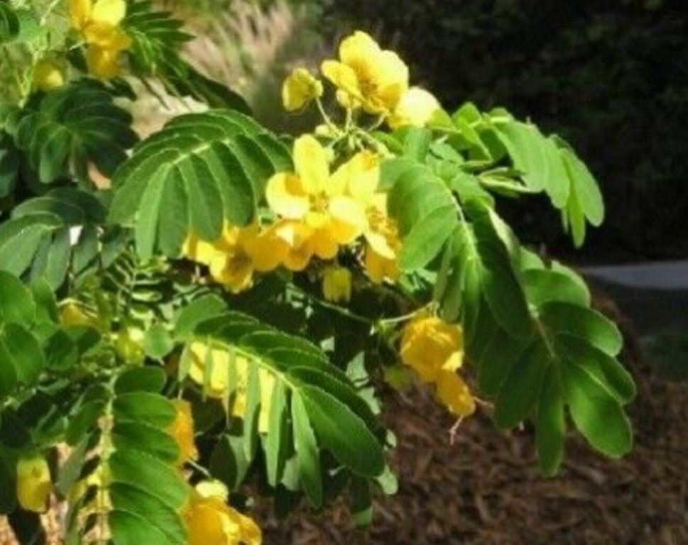 10 Pcs Goldenrain Koelreuteria Paniculata Seeds, Golden Rain Tree Seeds