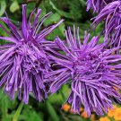 30 Pcs Callistephus Unicom Seeds, Violet Purple Needle Aster Seeds