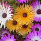200 Pcs Mesembryanthemum Daisy Seeds, Mixed Color Ice Plant Flower Seeds