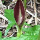 10 Pcs Arum Cyrenaicum Seeds, Dark Red Arum Seeds, Orange Red Berries Seeds