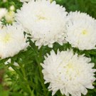 30 Pcs Peony Callistephus Seeds, Duchess White Paeony Aster Seeds