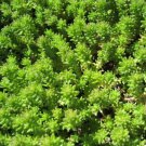 25 Pcs Sedum Hispanicum Seeds, Spanish Stonecrop Seeds