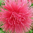 30 Pcs Callistephus Unicom Seeds, Salmon Needle Aster Seeds