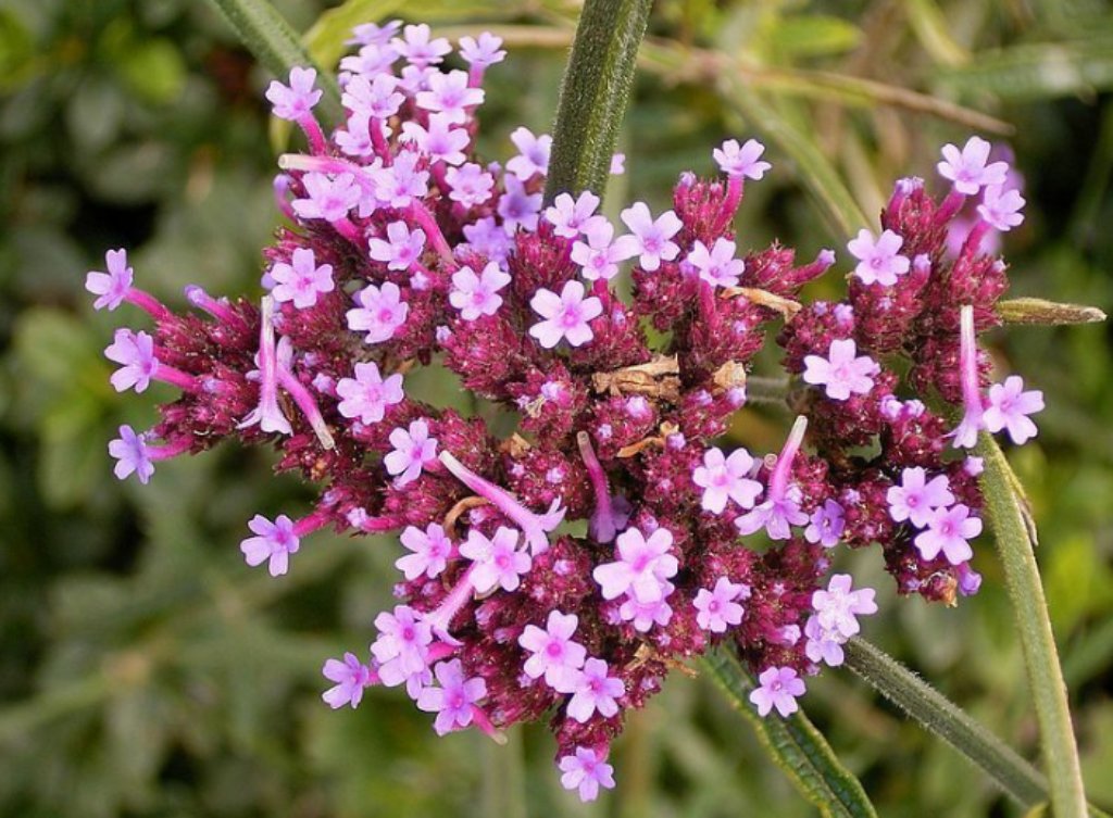 150 Pcs Verbena Bonariensis Patagonica Seeds, Buenos Aires Verbena Seeds