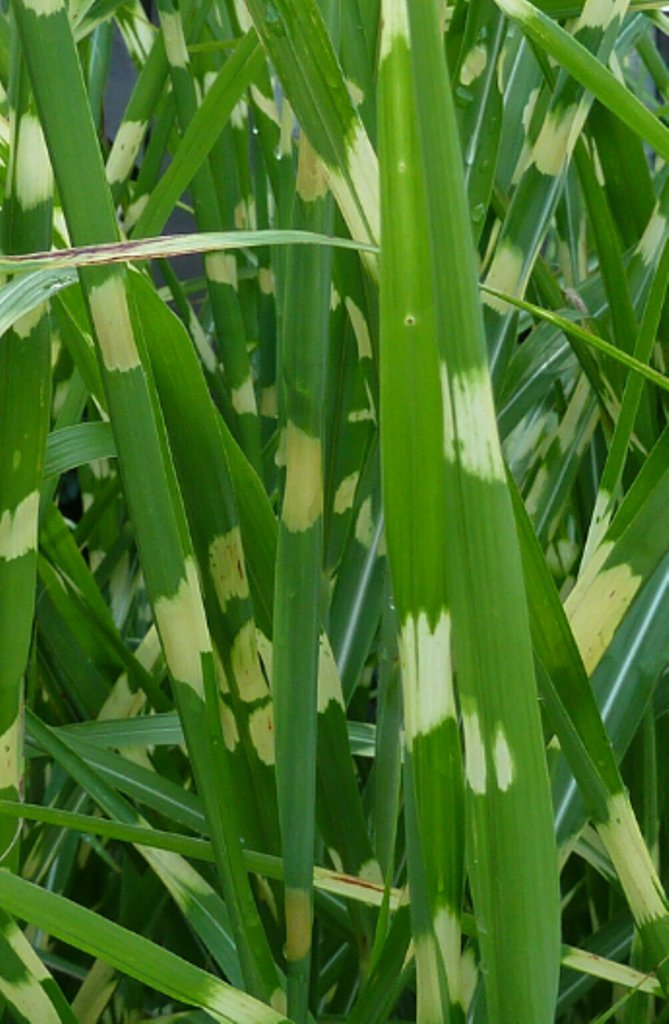 10 Pcs Miscanthus Sinensis Zebrinus Seeds, Zebra Grass Seeds, Variegated Maiden Grass