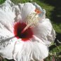 25 Pcs Hibiscus Moscheutos Seeds, Luna White Hibiscus Seeds