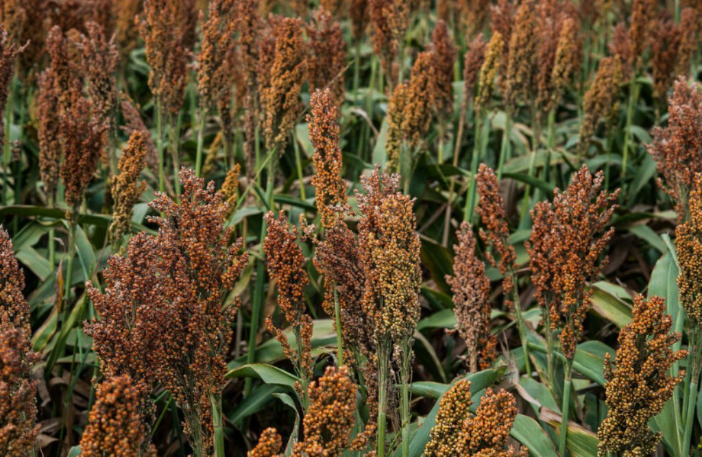 100 Pcs Sorghum Bicolor Seeds, Wild Game Food Plot Sorghum Seeds, Milo 