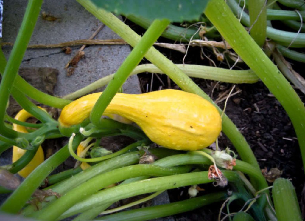 50 Pcs Summer Cucurbita Pepo Seeds, Yellow Crookneck Squash Seeds