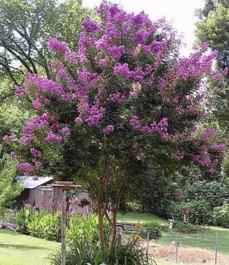 1000 Bulk Lagerstroemia Indica Seeds, Mixed Colors Crepe Myrtle Seeds