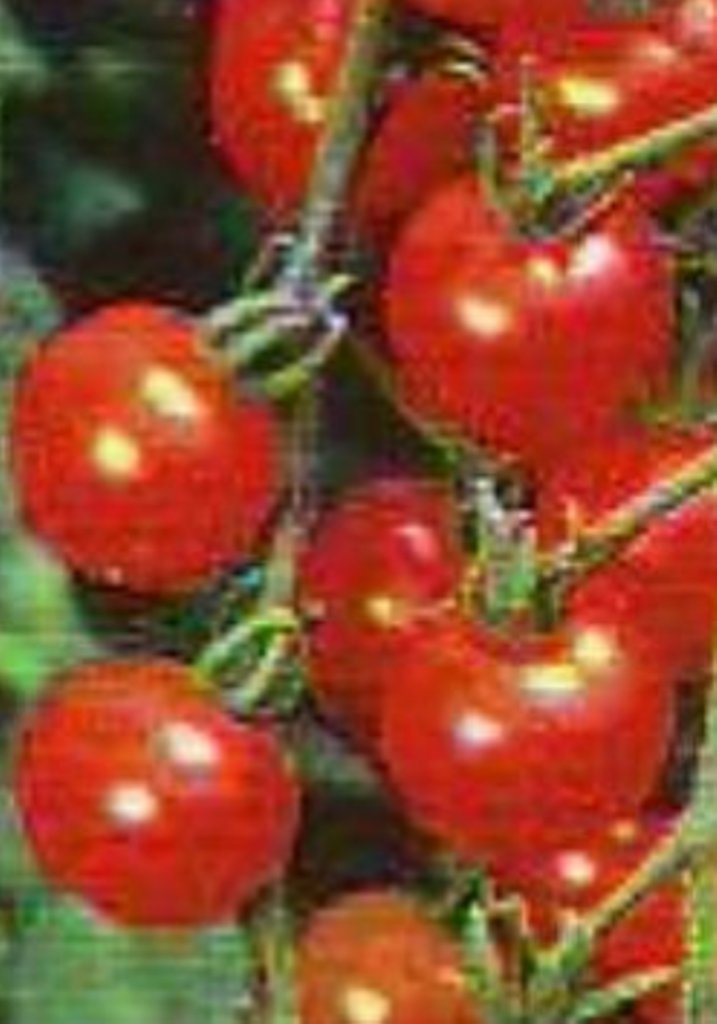 50 Pcs Tomato Red Cherry Large Annual Vegetable Seeds