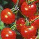 50 Pcs Tomato Red Cherry Large Annual Vegetable Seeds