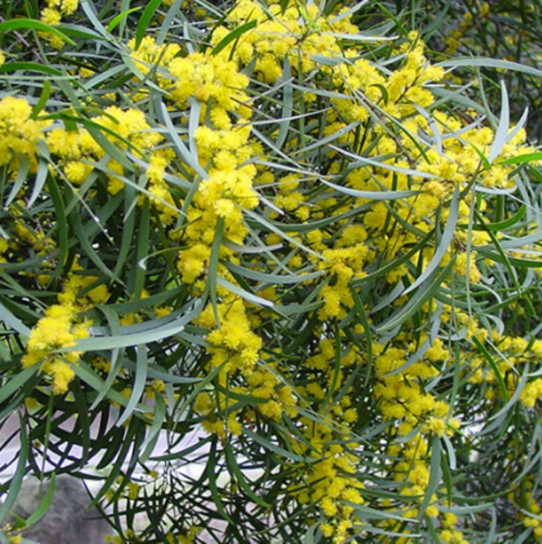 5 Pcs Hardy Acacia Seeds, Acacia Confusa Flower Seeds