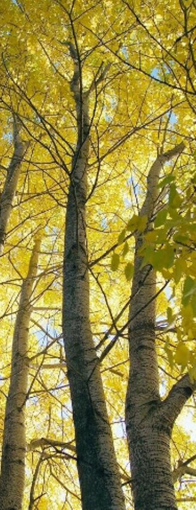 5 Pcs Aspen Tree Seeds, Populus Tremula Seeds