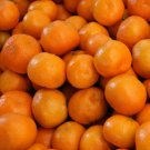 5 Pcs Honey Tangerine Fruit Tree Seeds, Citrus Reticulata Murcott Seeds