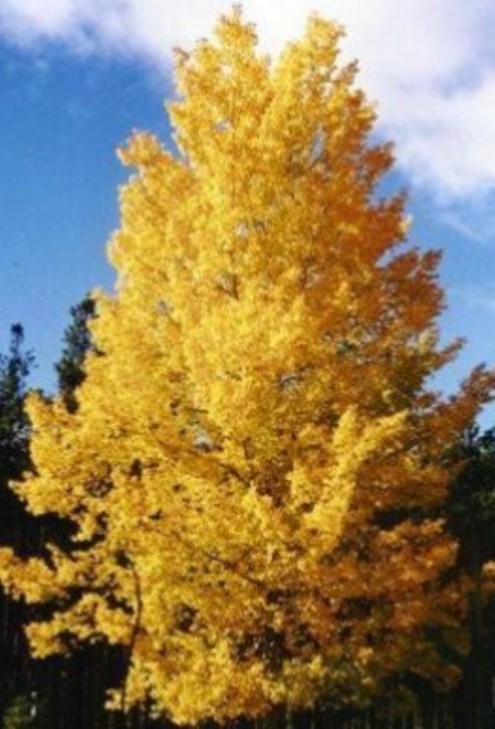 5 Pcs Quaking Aspen Tree Seeds, Populus Tremuloides Flower Seeds