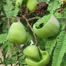 5 Pcs Caesalpinia Coriaria Seeds, Unusual Caesalpinia Coriaria Tree Seeds