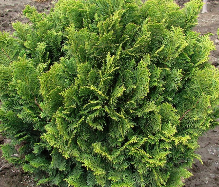 25 Pcs Hinoki Cypress Tree Seeds, Chamaecyparis Obtusa Gracilis Nana Seeds