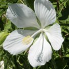 5 Pcs White Texas Star Hibiscus Flower Seeds, Hibiscus Coccineus Alba Seeds