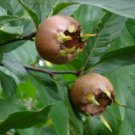 5 Pcs Medlar Tree Seeds, Mespilus Germanica Fruit Seeds