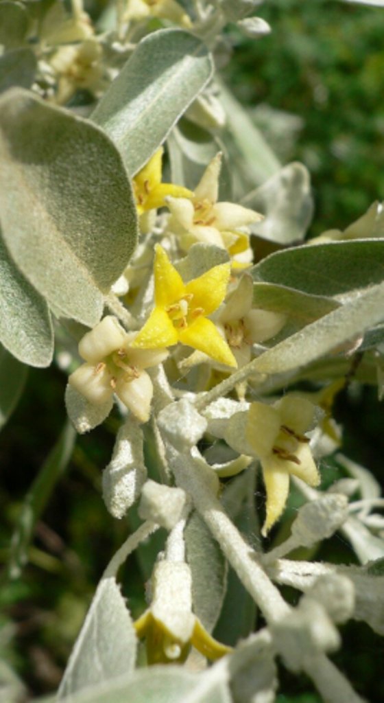 5 Pcs Russian Olive Tree Seeds, Elaeagnus Angustifolia Seeds