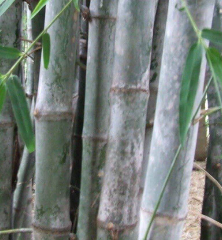 10 Pcs Giant Timber Bamboo Seeds, Dendrocalamus Strictus Plant Seeds