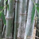 10 Pcs Giant Timber Bamboo Seeds, Dendrocalamus Strictus Plant Seeds