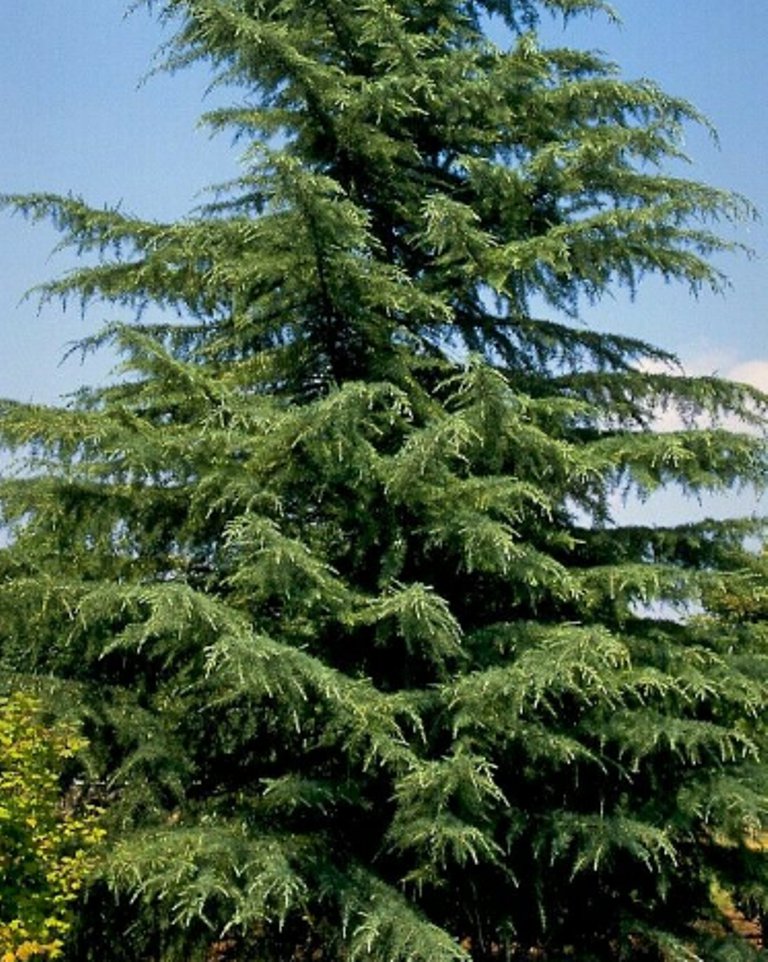 5 Pcs Hardy Deodar Cedar Tree Seeds, Cedrus Deodara Seeds For Planting