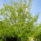 5 Pcs American Hornbeam Tree Seeds, Carpinus Carolinana Tree Seeds For Planting