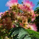 10 Pcs Cold Hardy Mimosa Flower Tree Seeds, Albizia Julibrissin Seeds For Planting