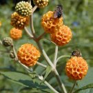 10 Pcs Chilean Orange Ball Flower Seeds, Buddleia Globosa Seeds For Planting