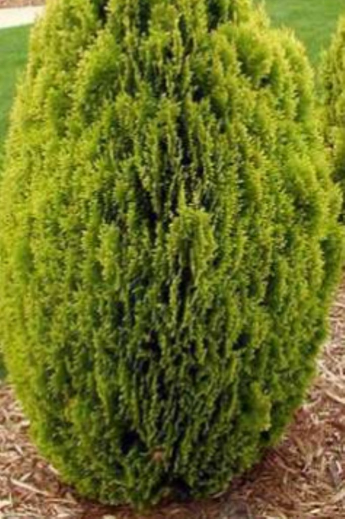 10 Pcs Golden Oriental Arborvitae Tree Seeds, Thuja Orientalis Aurea ...