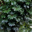 5 Pcs Tropical Schefflera Seeds, Schefflera Actinophylla Seeds For Planting