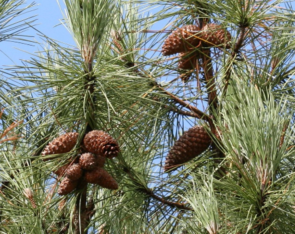 5 Pcs Pine Tree Seeds, Pinus Pinaster Tree Seeds For Planting