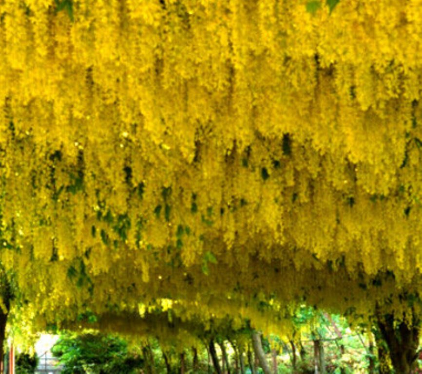 10 Pcs Golden Chain Tree Seeds, Laburnum Alpinum Flower Seeds For Planting