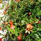 5 Pcs Purple Sunset Pomegranate Tree Seeds, Punica Granatum Fruit Seeds For Planting