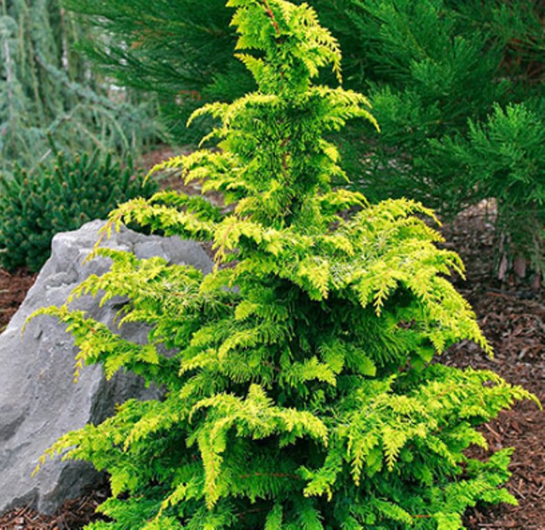 25 Pcs Weeping Hinoki Cypress Seeds, Chamaecyparis Obtusa Seeds For ...