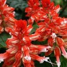 40 Pcs Seeds Salvia Salsa Red Bi-color Perennial Flower Plant, Salvia Seeds for Planting